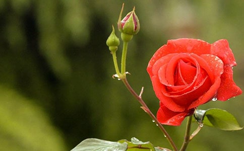 �¼����B(y��ng)ֳ����