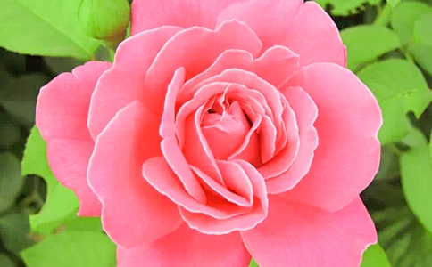 �¼�������ͨ��15ƪ