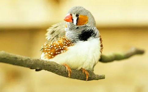 五年級語文《珍珠鳥》評課稿