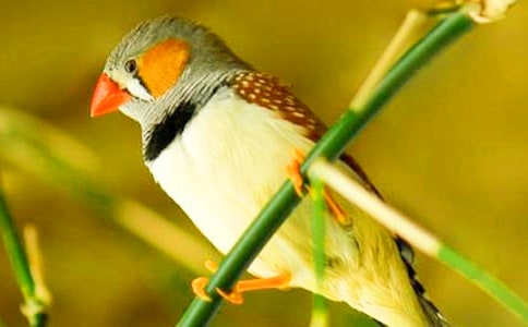 《珍珠鳥》教學設計通用15篇
