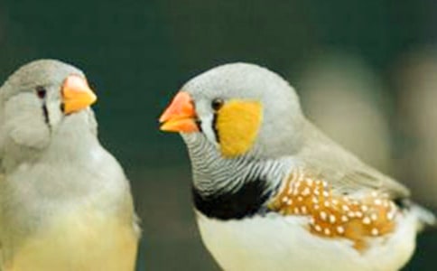 《珍珠鳥(niǎo)》教學(xué)設(shè)計(jì)