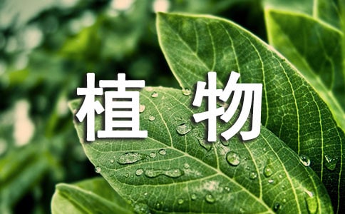 觀察植物的作文3篇