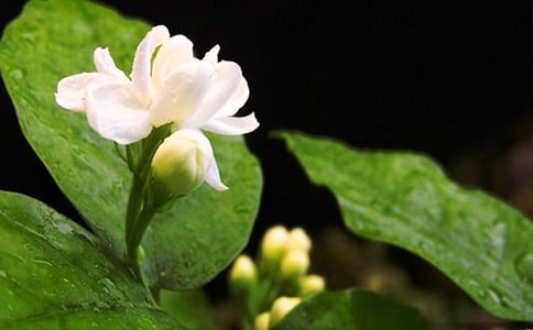 茉莉花香 六年級范文