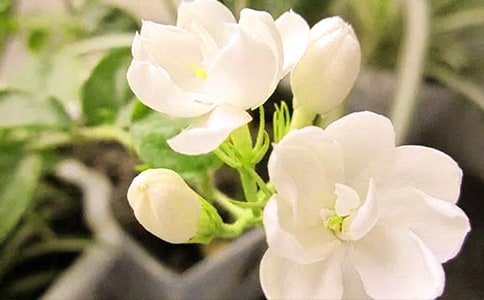 茉莉花評課稿