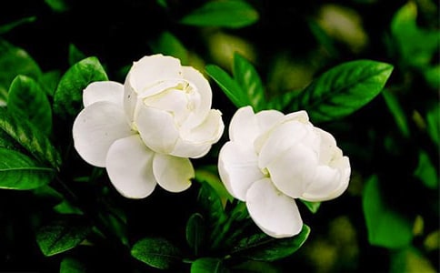茉莉花作文(匯編15篇)