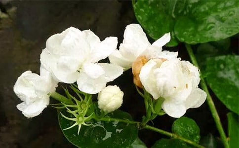 茉莉花年級作文合集十篇