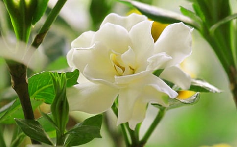 �茑(xi��)�d�ӻ�������