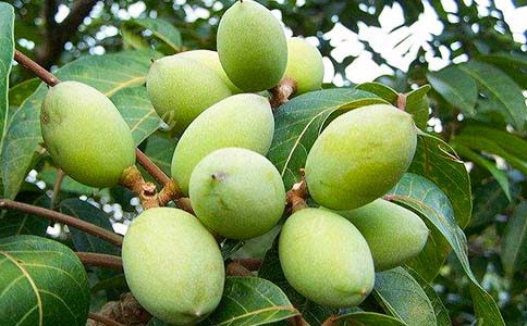 �ϙ��͵Ĺ�Ч�c���ã��ϙ��͵ĳԷ��÷�