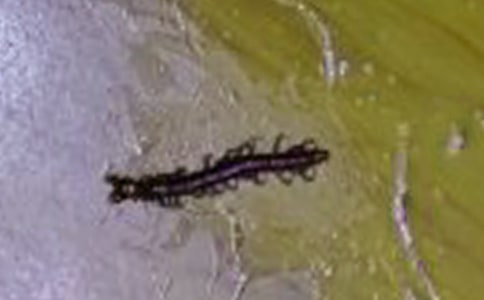 ���Ĺ�Ч�c���� ��ˎ���Ĺ�������