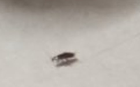滅蟑螂記作文