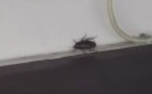 捉蟑螂作文